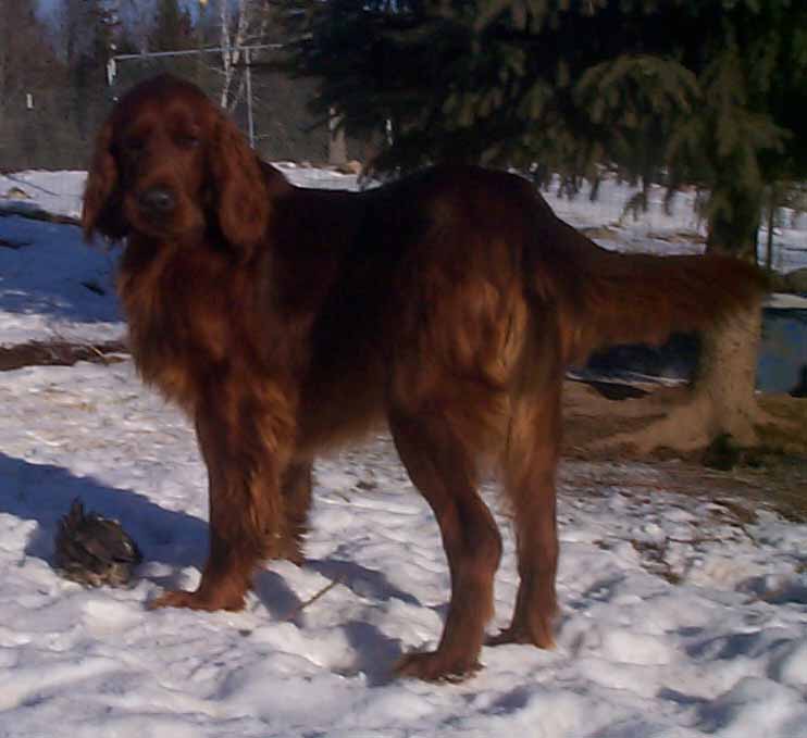 The Energetic Irish Setter - All About 